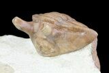 Rare, Asaphus Holmi Trilobite - Russia #74041-8
